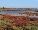 Salicornes sur l'étang de Bages dans l'Aude.