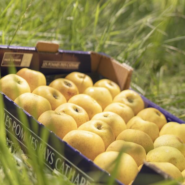 pommes pays cathare