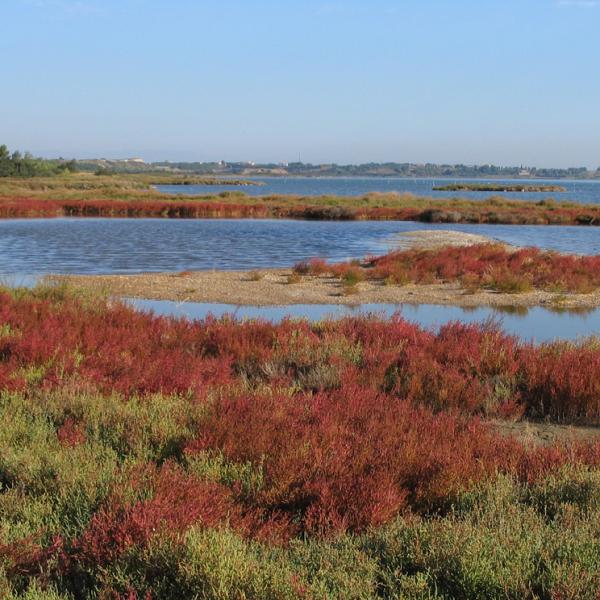Salicornes sur l'étang de Bages dans l'Aude.