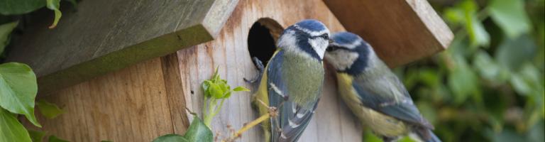 Préserver la biodiversité en installant des nichoirs à oiseaux