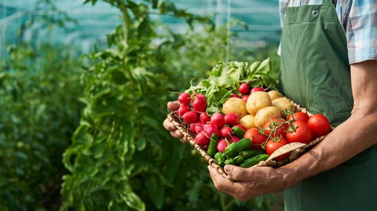 Panier de légumes frais tenus dans les bras