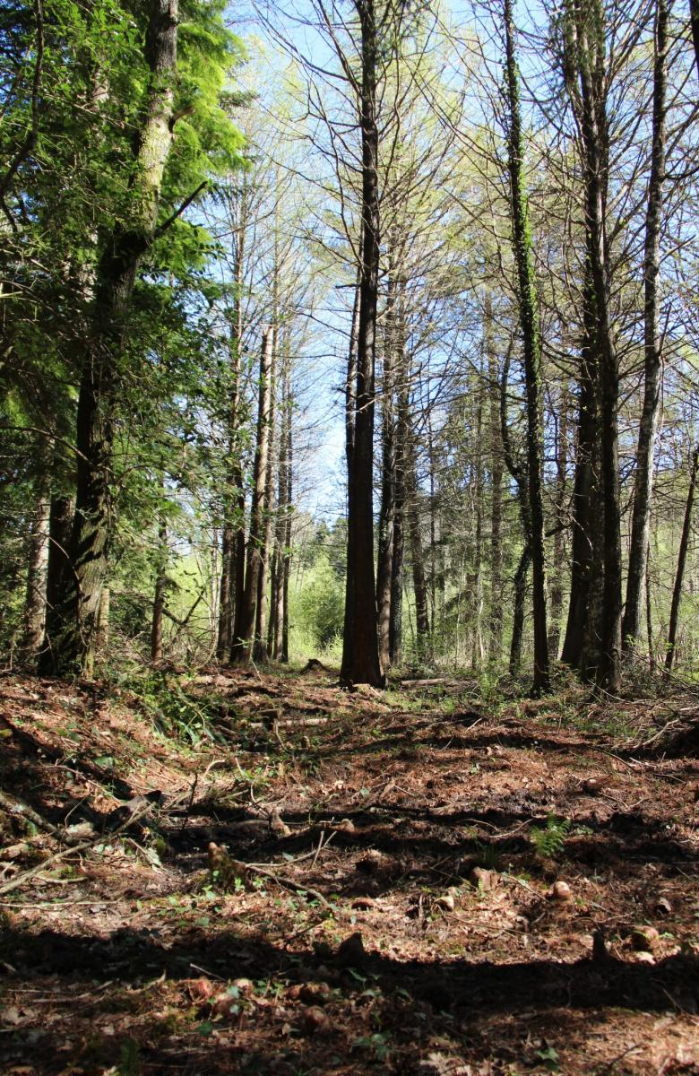 CYPRES CHAUVES FORET LA ROUGE ENS