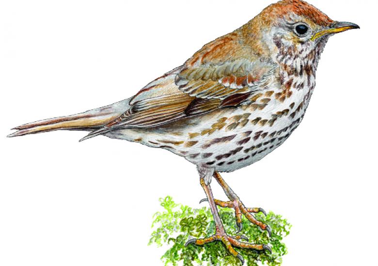 GRIVE MUSICIENNE LA ROUGE ENS