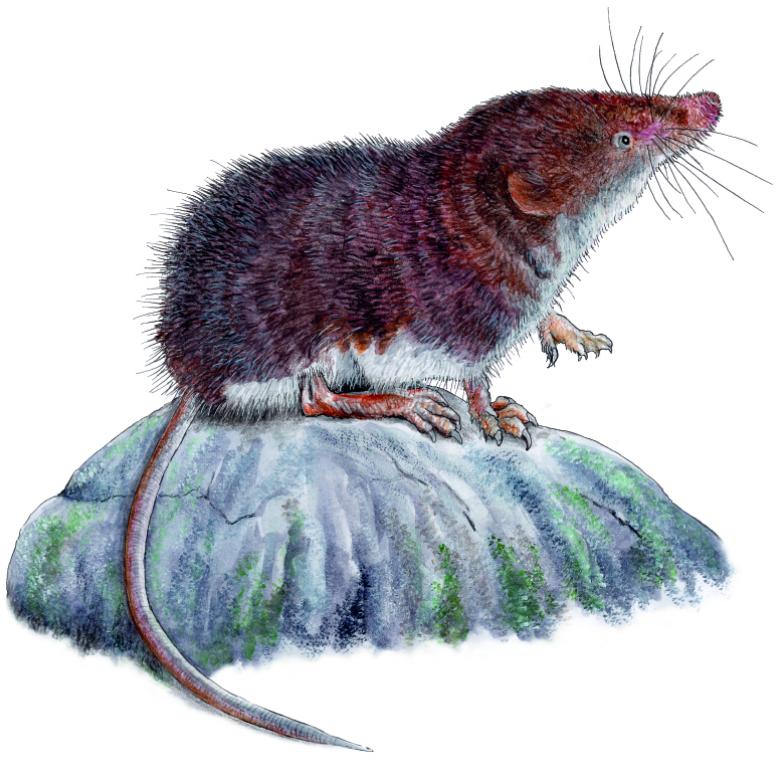 MUSARAIGNE AQUATIQUE LA ROUGE ENS